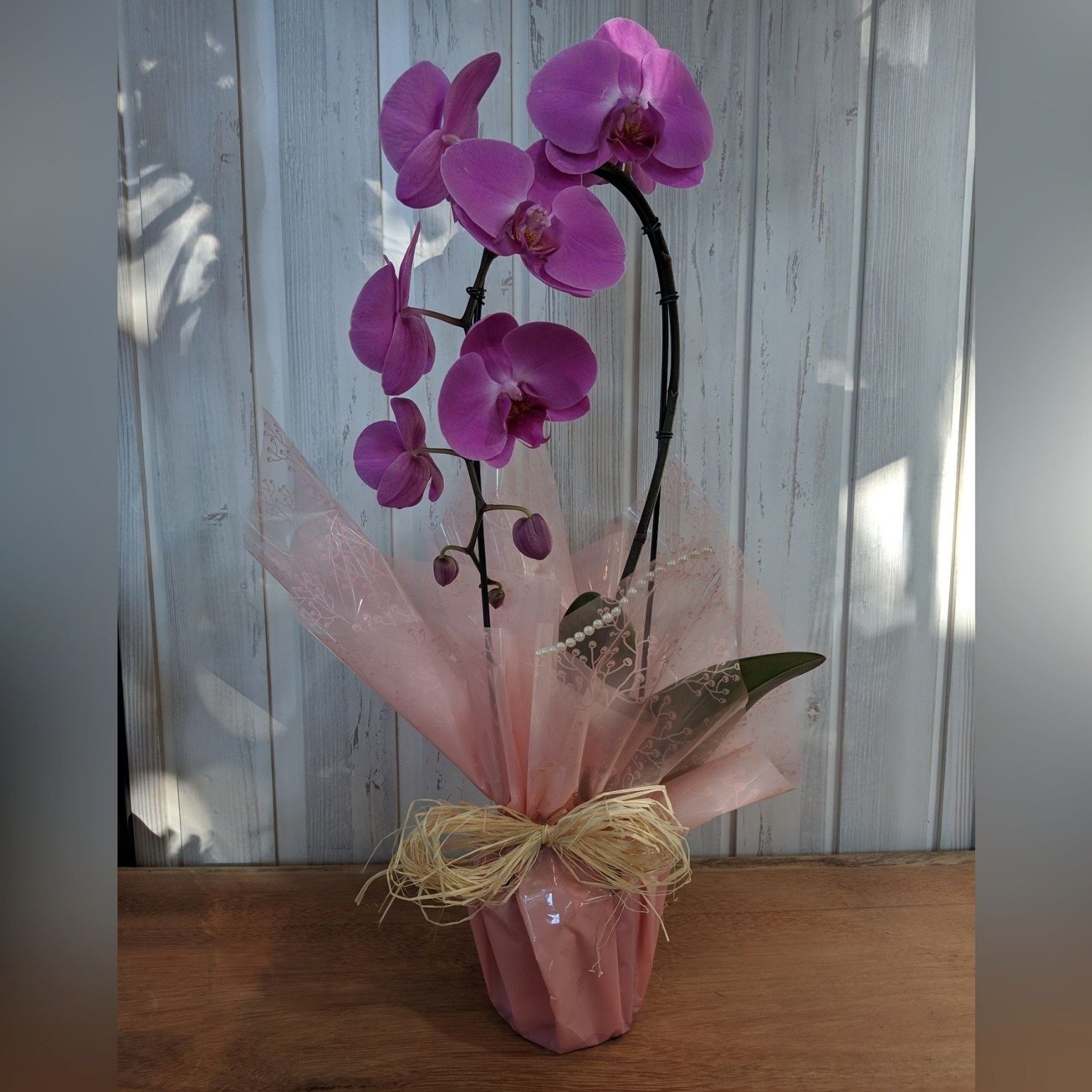 Orquídea Cascata Decorada 