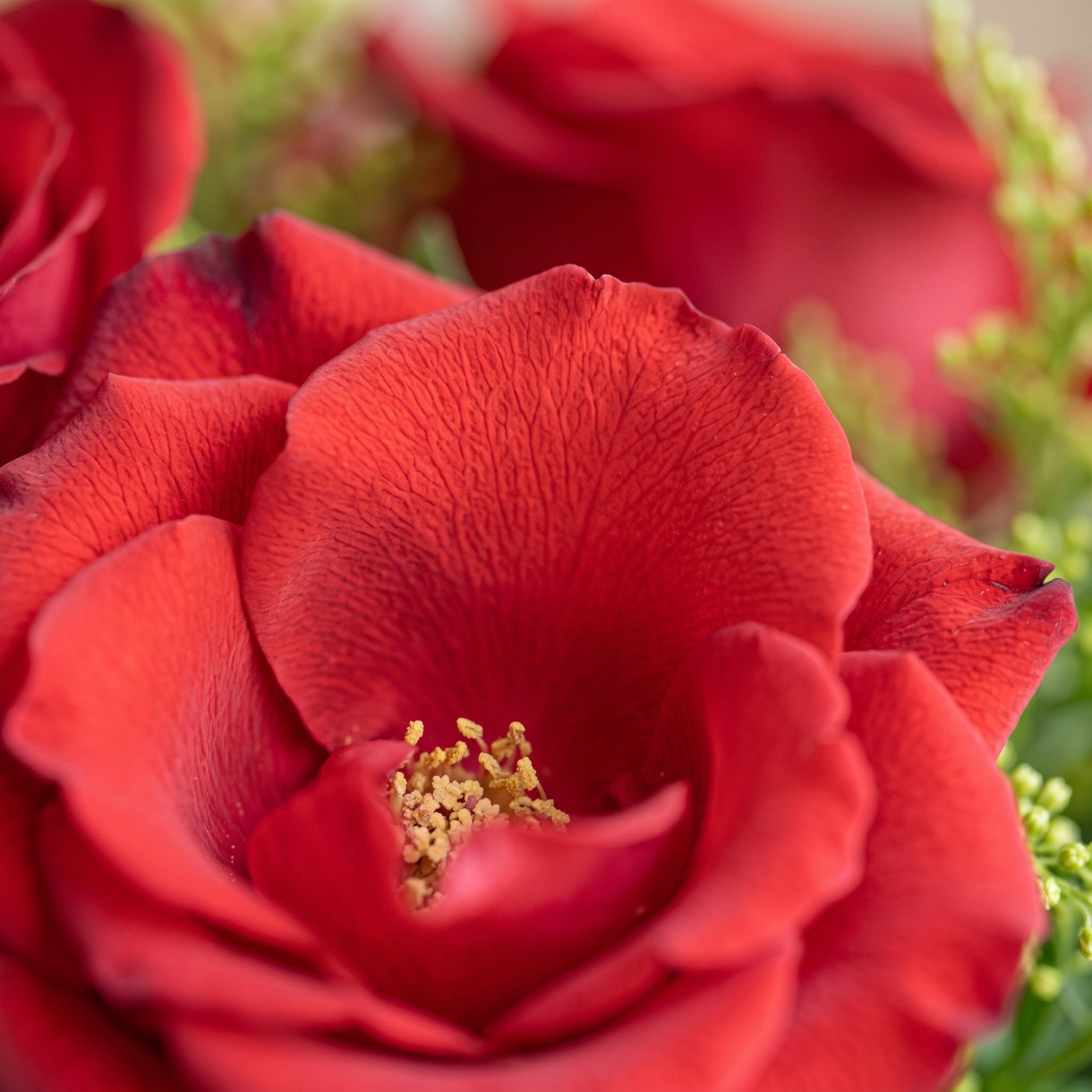  Rosas Vermelhas