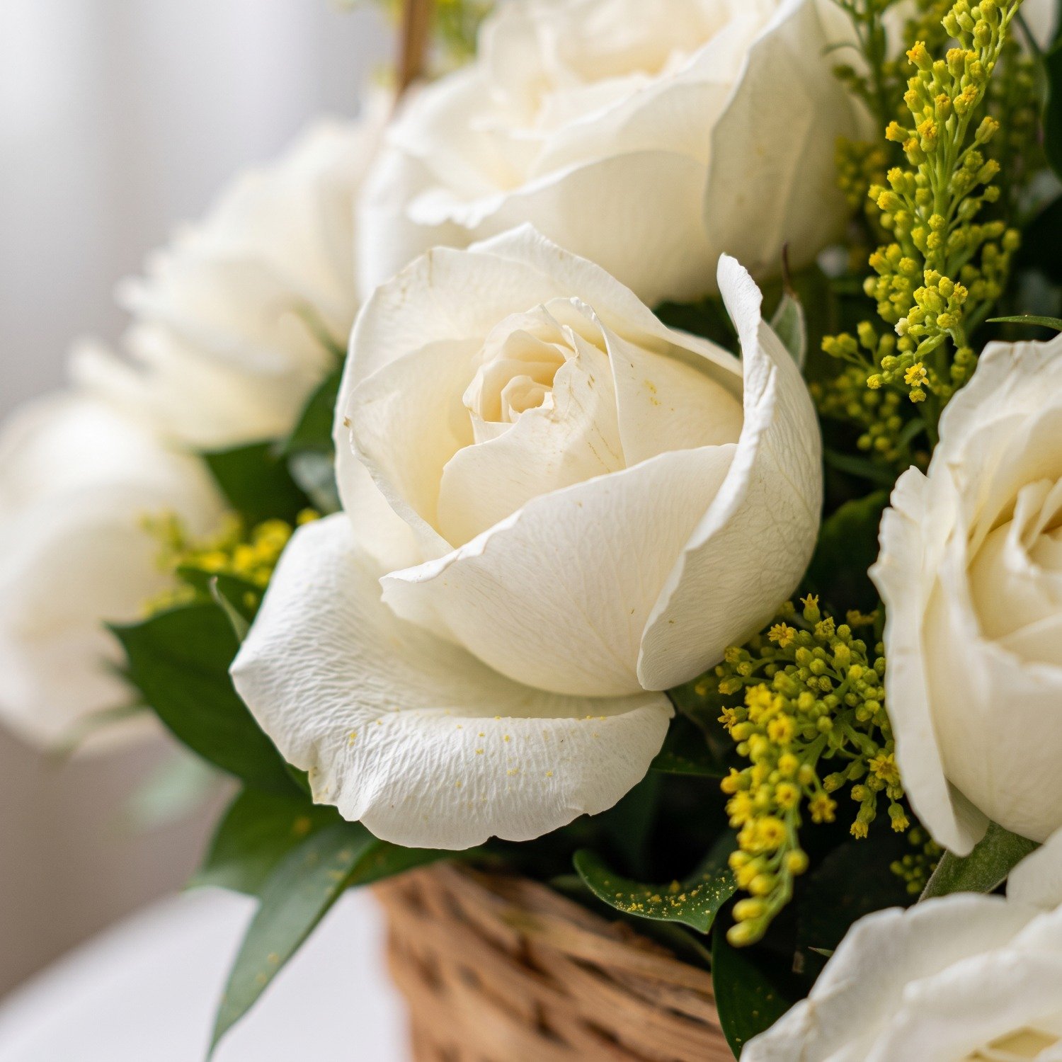24 Rosa Brancas