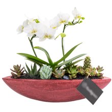 Canoa Bordô Mini Orquídea, Cactos e Suculentas