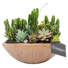 Canoa Aberta Cactos e Suculentas