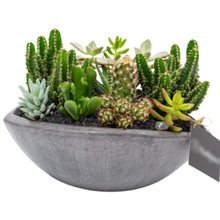 Canoa Aberta Cactos e Suculentas