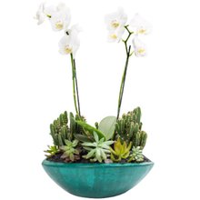 Canoa Aberta Verde Mini Orquídea, Cactos e Suculentas