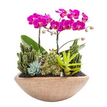 Canoa Aço Corten Mini Orquídea e Cactos e Suculentas