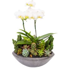 Canoa Aberta Grafite Mini Orquídea,Cactos,Suculentas