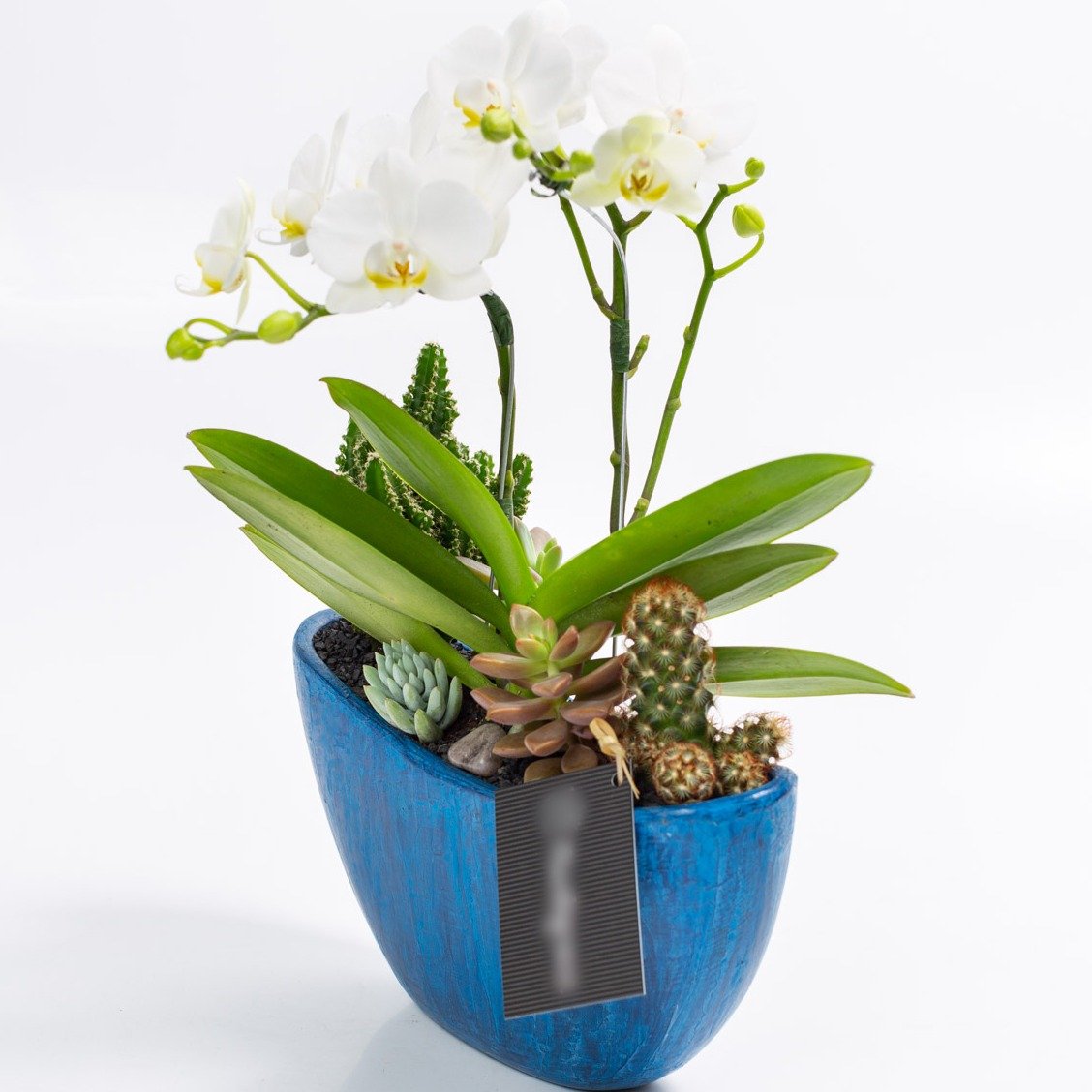 Arca Azul Mini Orquídea, Cactos e Suculentas