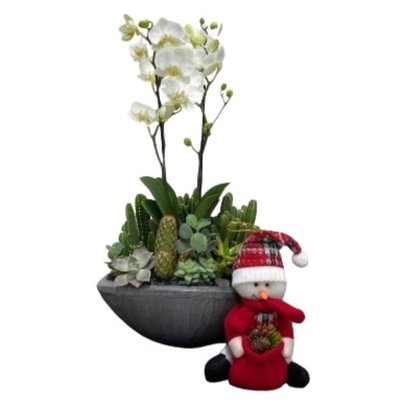 Canoa Ab Grafite Mini Orquídea Cacto Suculenta Natal