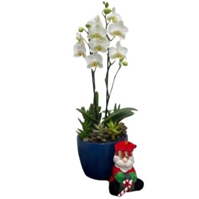 Copo Azul Mini Orquídea Cacto Suculenta Papai Noel