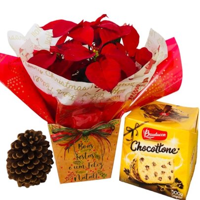 Bico de Papagaio Natalina Com Panettone
