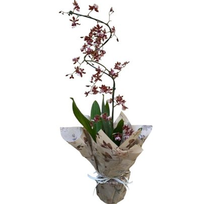 Orquídea Chocolate Plantada
