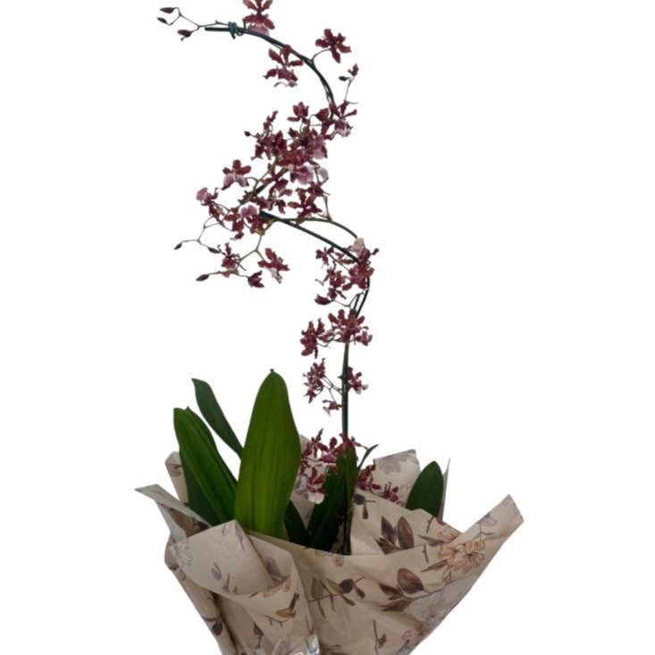 Orquídea Chocolate Plantada