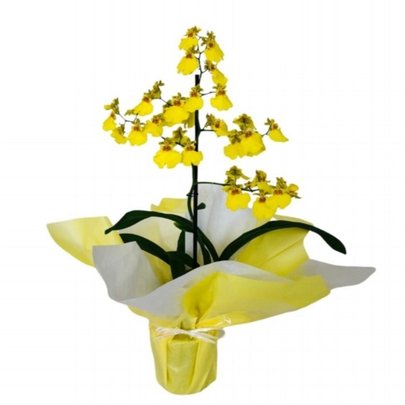 Orquídea Chuva de Ouro Plantada