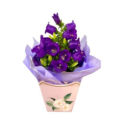 Vaso Plantado de Campânula Roxa