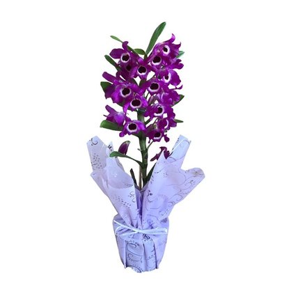 Orquídea Dendrobium Lilás