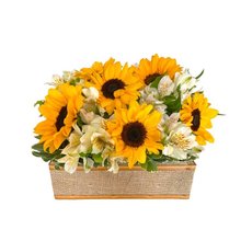 Floreira de Girassóis e Astromelias