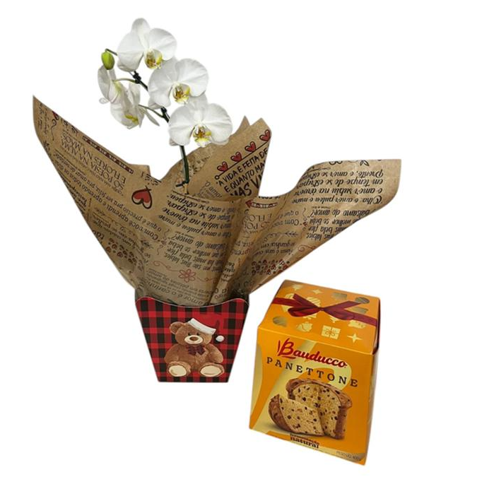 Orquídea Phalaenopsis Branca com Panettone Bauducco