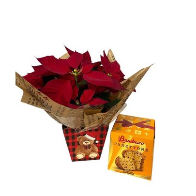 Flor de Natal com Panettone Bauducco