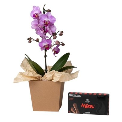 Mini Orquídea Lilás com Chocolate Língua de Gato Miau