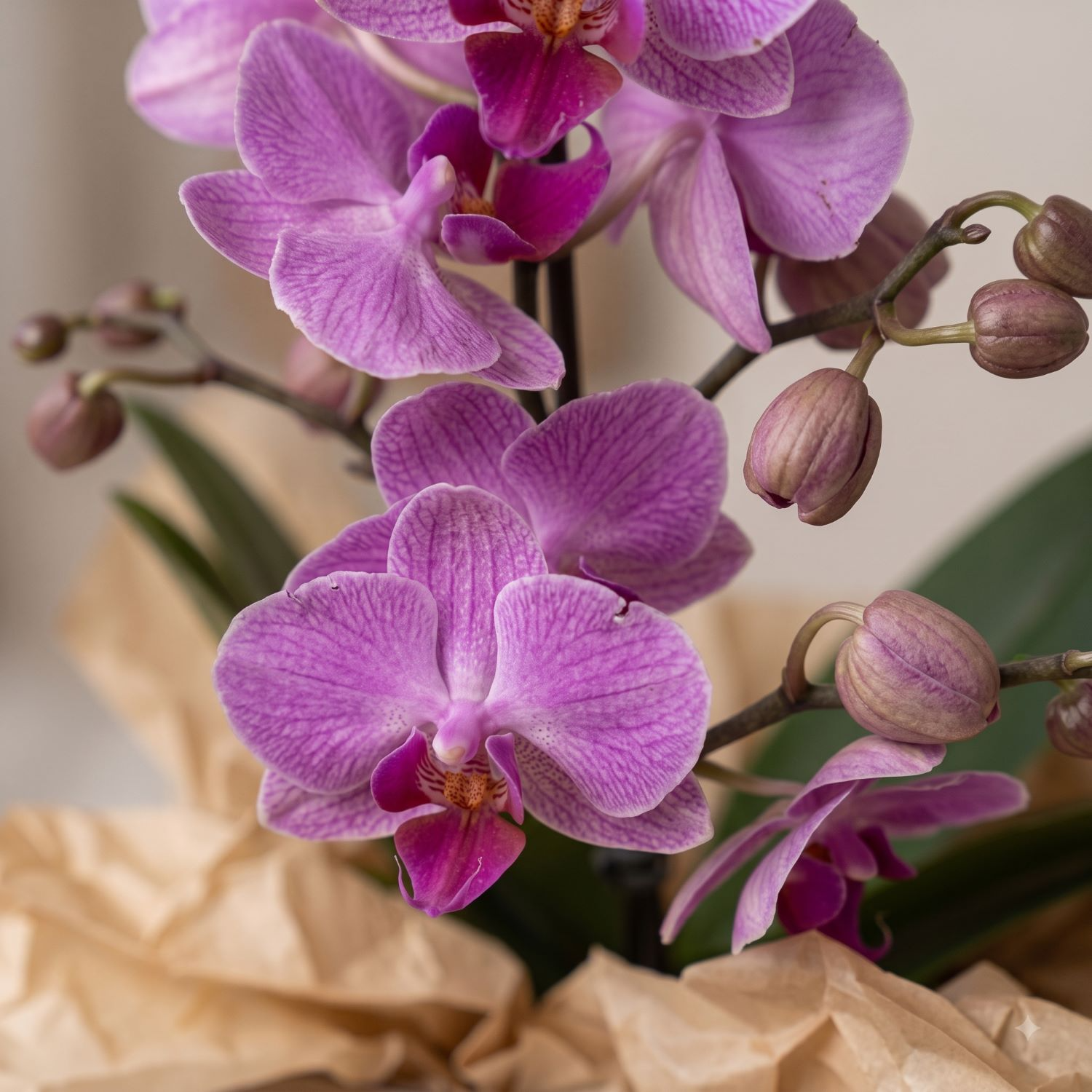 Mini Orquídea Lilás com Chocolate Língua de Gato Miau 
