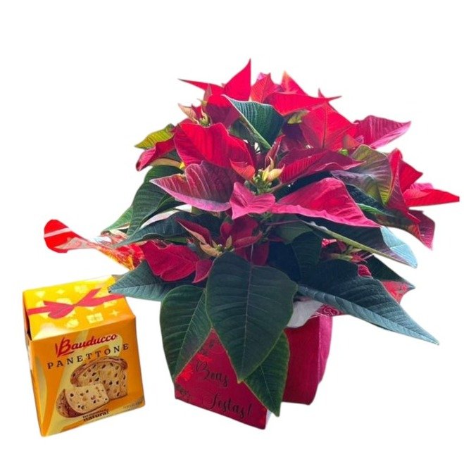 Flor do Natal com Panettone Bauducco
