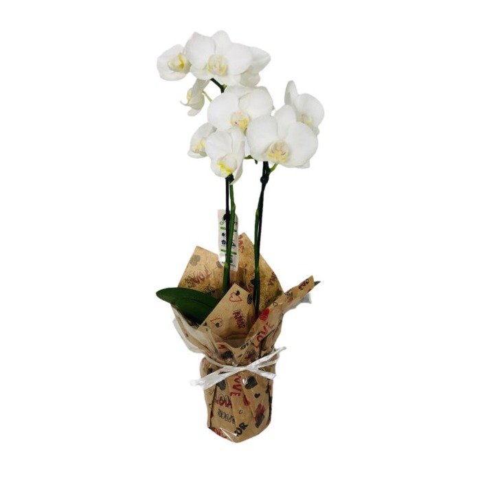 Mini Orquídea Phalaenopsis Branca