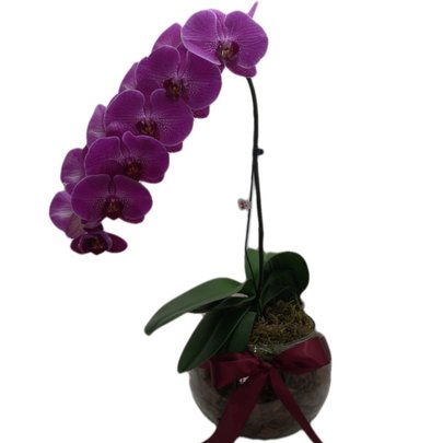 Orquídea Phalaenopsis Pink em Arquário