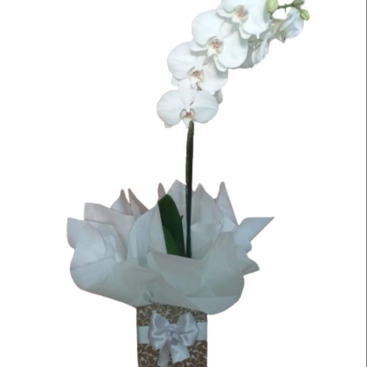 Orquídea Para Presente Branca | Nova Flor