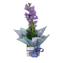 Campanula No Cachepot 