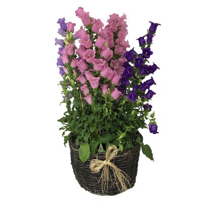 Cesta com Campanulas