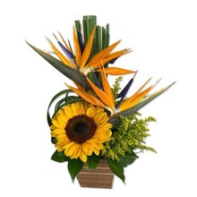 Arranjo de Girassol e Estrelitzia 