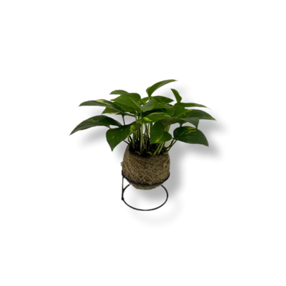 Kokedama