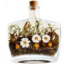 Jardim Campo de Margaridas 