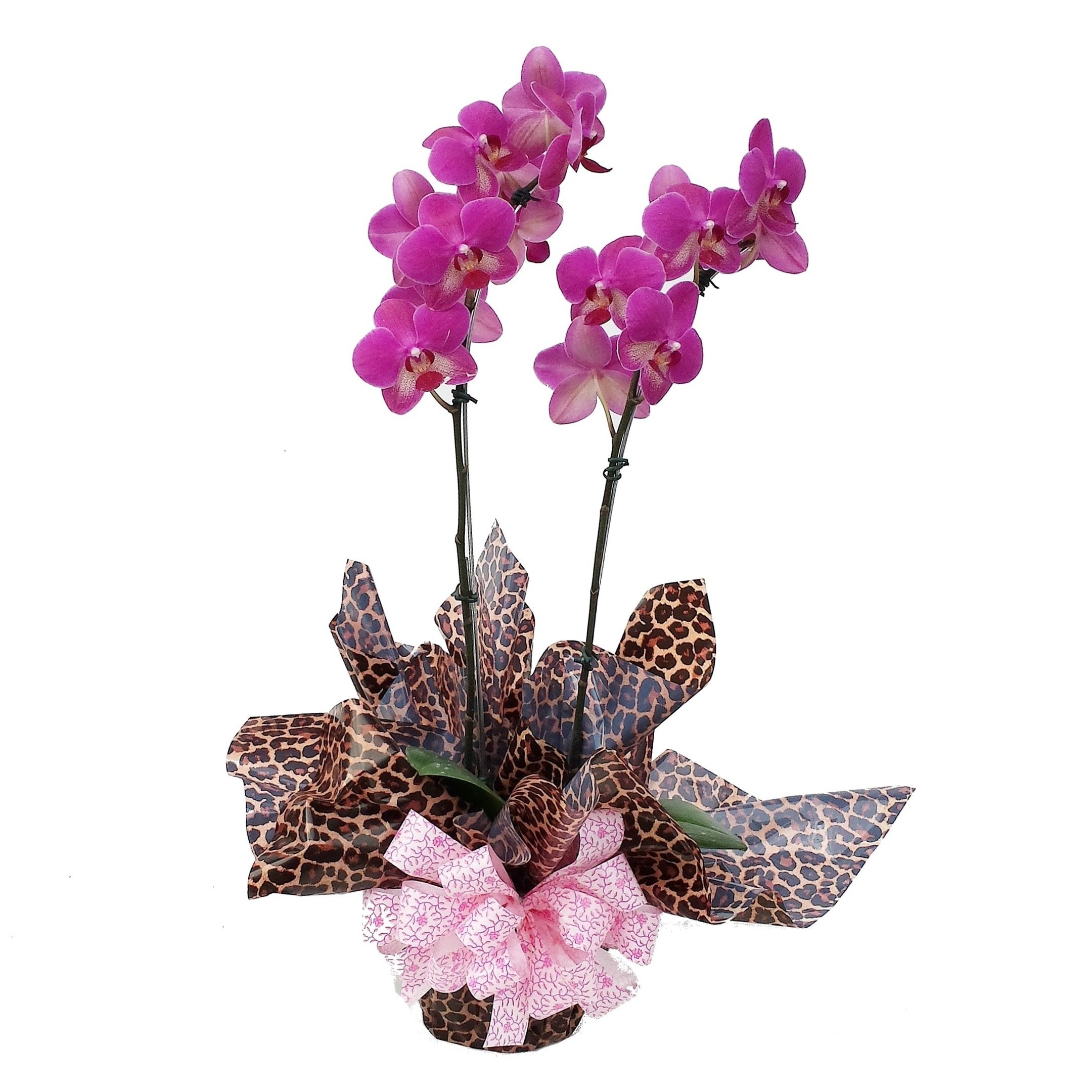 Orquídea Charming