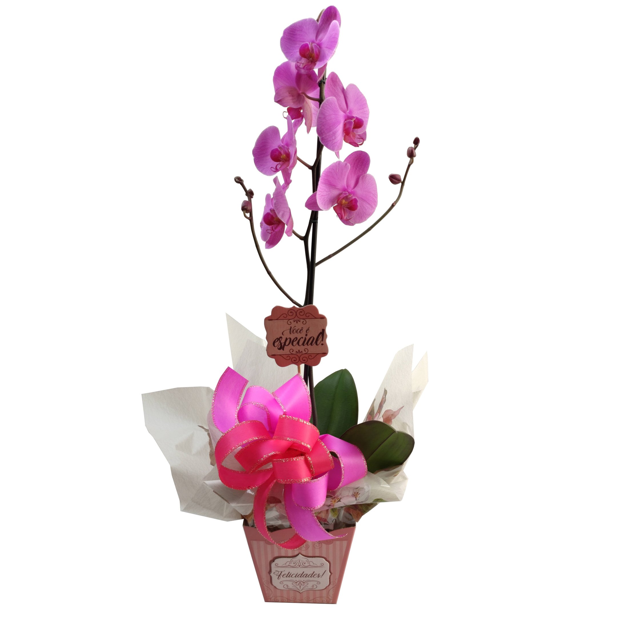 Orquídea Surpresa Especial