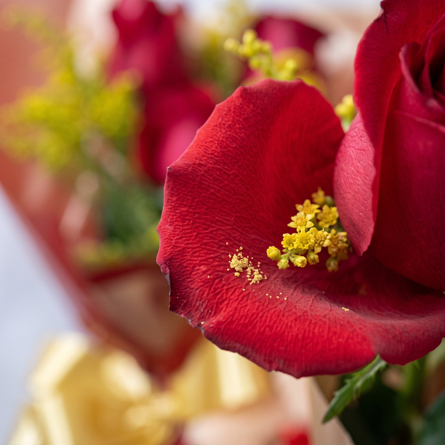Mimo de Rosas com Chocolate e Urso de Pelúcia
