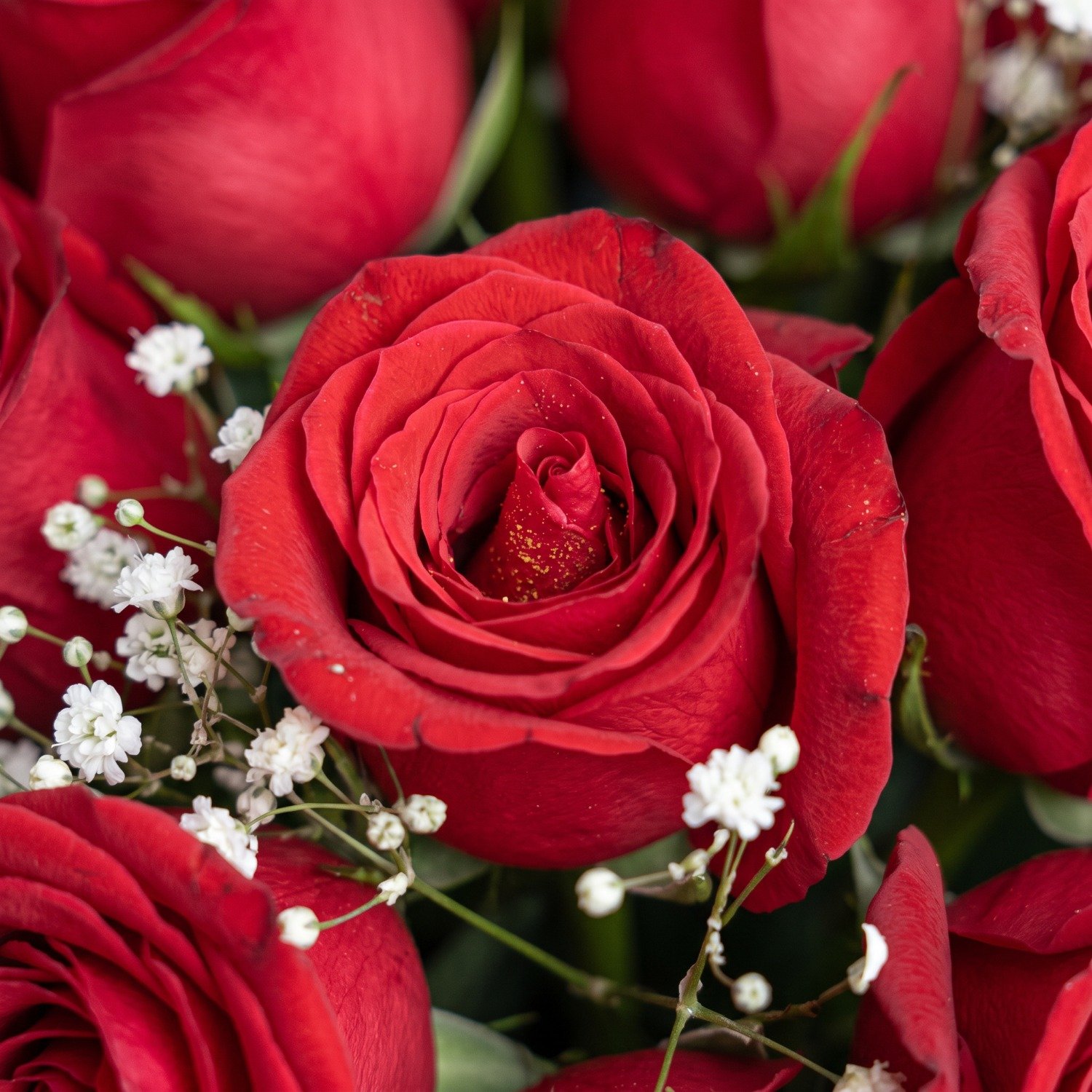 Buquê 24 Rosas Vermelhas
