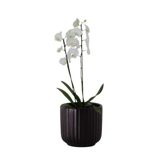 Orquídea Phalaenopsis + Cachepô Cerâmica Frisado Preto