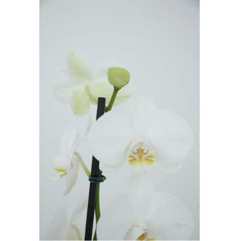 Orquídea Phalaenopsis + Cachepô Cerâmica Frisado Preto