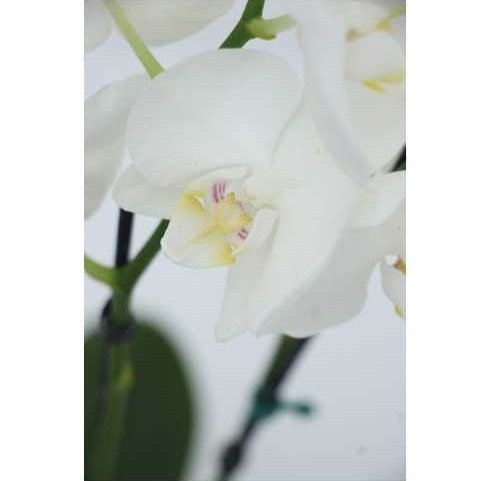Orquídea Phalaenopsis +Cachepô Cerâmica Frisado Branco