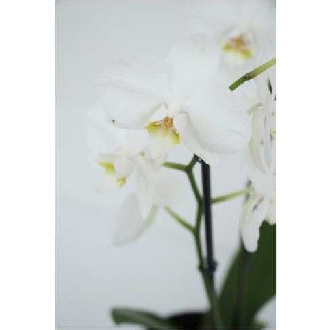 Orquídea Phalaenopsis +Cachepô Cerâmica Frisado Branco