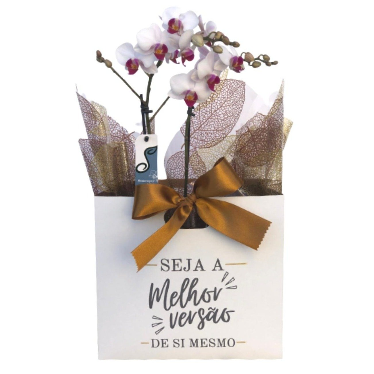 Presente Especial com Orquídea | Nova Flor