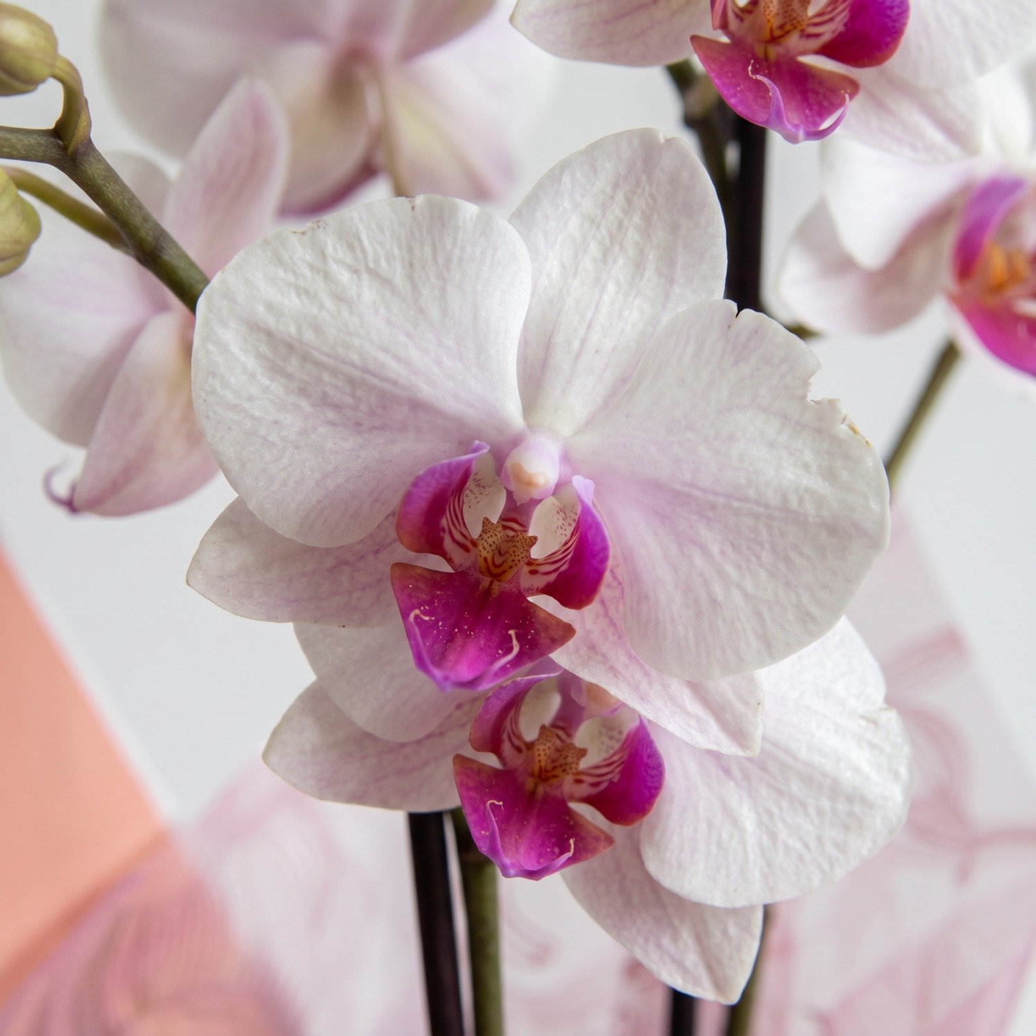 Cesta com Orquídea e Chocolate