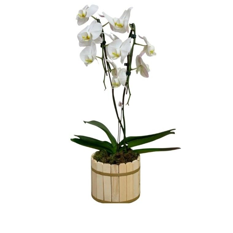 Orquídea Phalaenopsis  plantada branca 