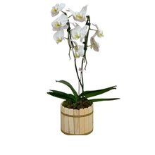 Orquídea Phalaenopsis  plantada branca 