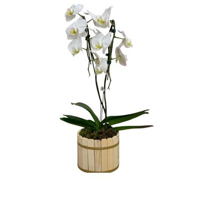 Orquídea Phalaenopsis  plantada branca