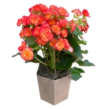 Harmoniosa Begônia Laranja