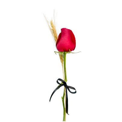 Rosa Solitária Presente
