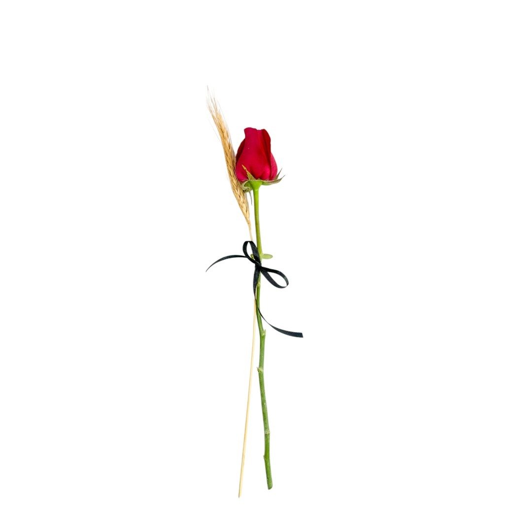 Rosa Solitária Presente