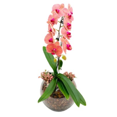 Vaso Aquário Orquídea Phalaenopsis Laranja