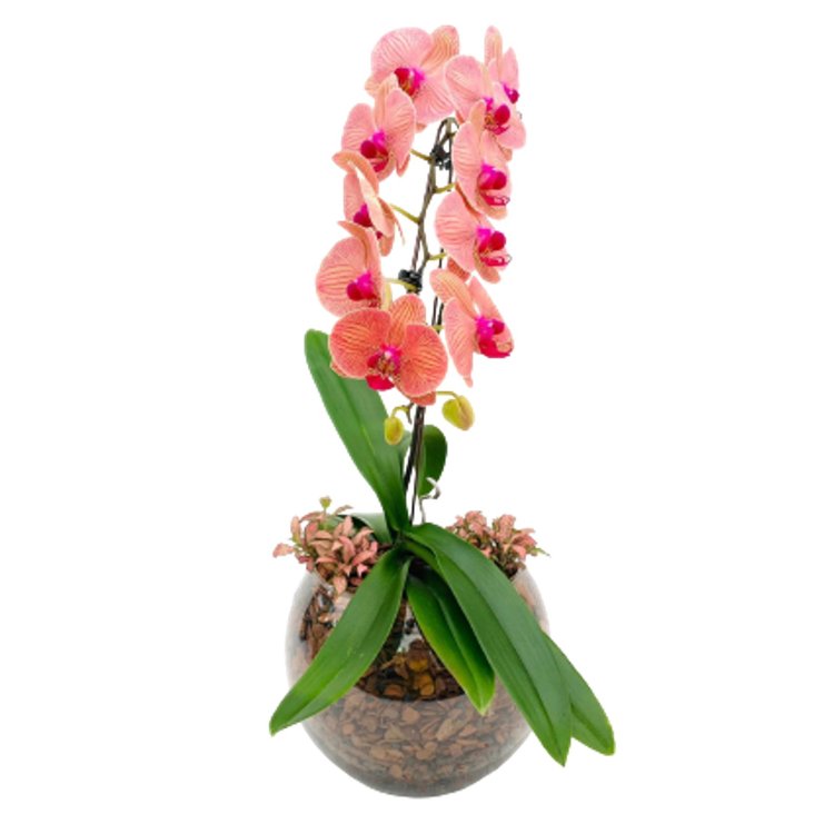 Vaso Aquário Orquídea Phalaenopsis Laranja